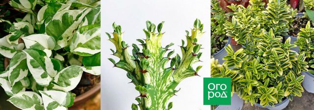 Вариегатность растений – что это такое и как ее регулировать 