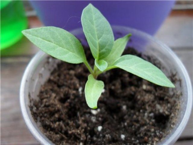 10 простых способов создать бюджетный и красивый сад