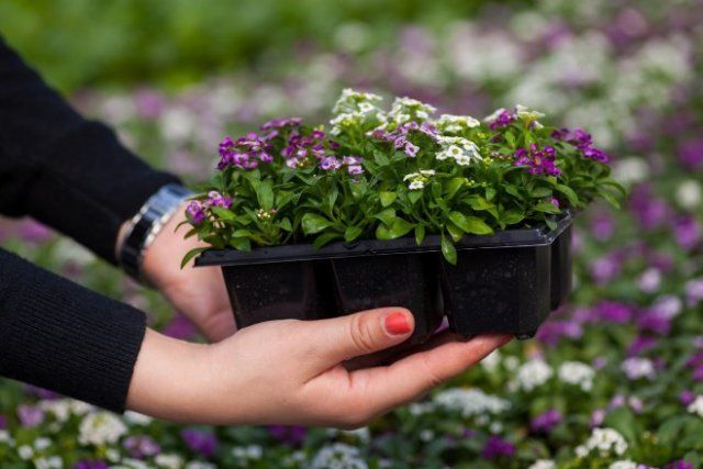 10 простых способов создать бюджетный и красивый сад