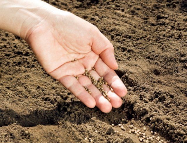 10-prostyh-sposobov-sozdat-bjudzhetnyj-i-krasivyj-sad-7c9f4eb