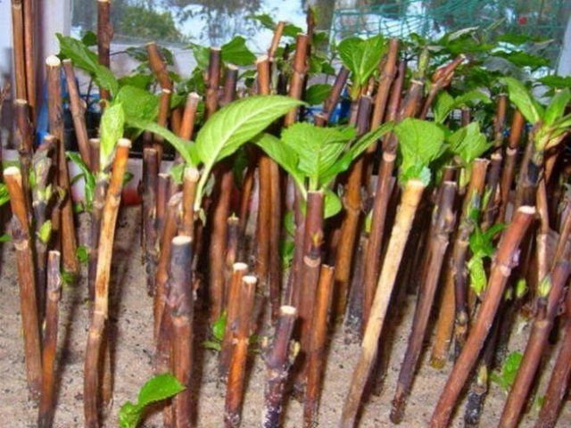 10 простых способов создать бюджетный и красивый сад