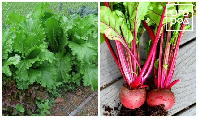 7 пар растений, которые нельзя выращивать рядом 