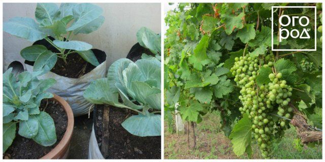 7 пар растений, которые нельзя выращивать рядом 