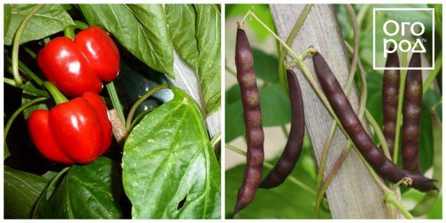 7 пар растений, которые нельзя выращивать рядом 