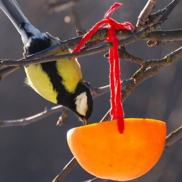 Что делать с апельсиновой кожурой &ndash; 15 удивительных идей 