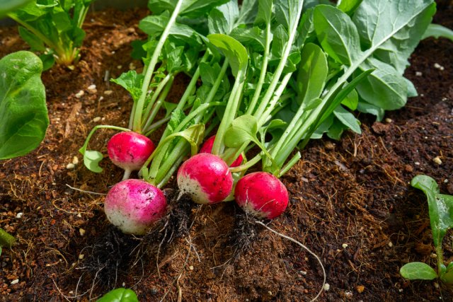 Готовимся к весне: 20 сортов самого раннего и вкусного редиса 