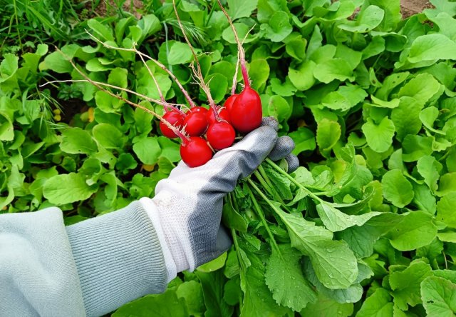 Готовимся к весне: 20 сортов самого раннего и вкусного редиса 