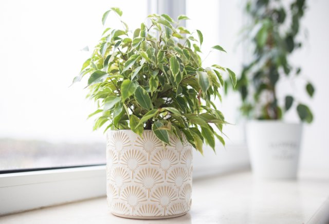 Как помочь фикусу пережить зиму 