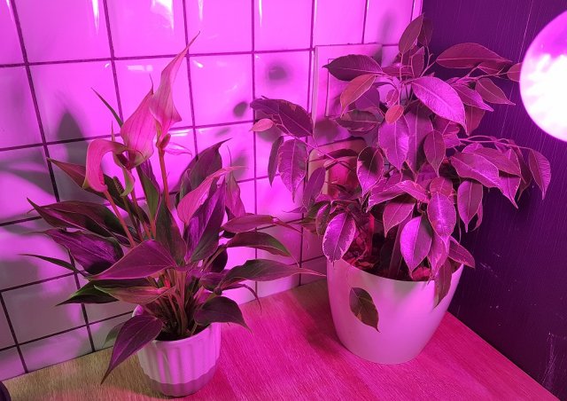 Как помочь фикусу пережить зиму 