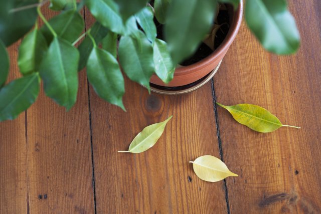 Как помочь фикусу пережить зиму 