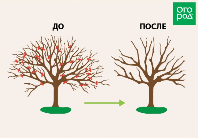 Как продлить жизнь старого дерева – все об омолаживающей обрезке и перепрививке 