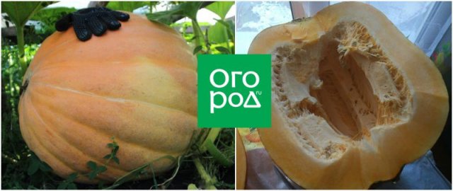 Топ-15 самых крупных сортов тыквы: настоящие гиганты на грядке 