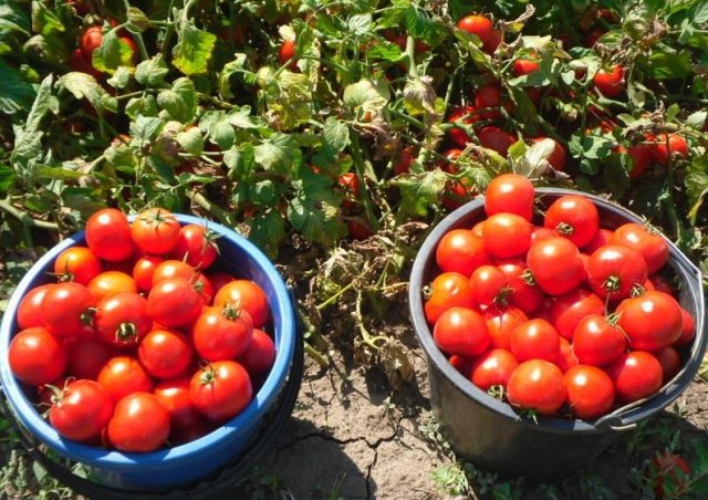 Вкус томата – как не потерять в погоне за разнообразием