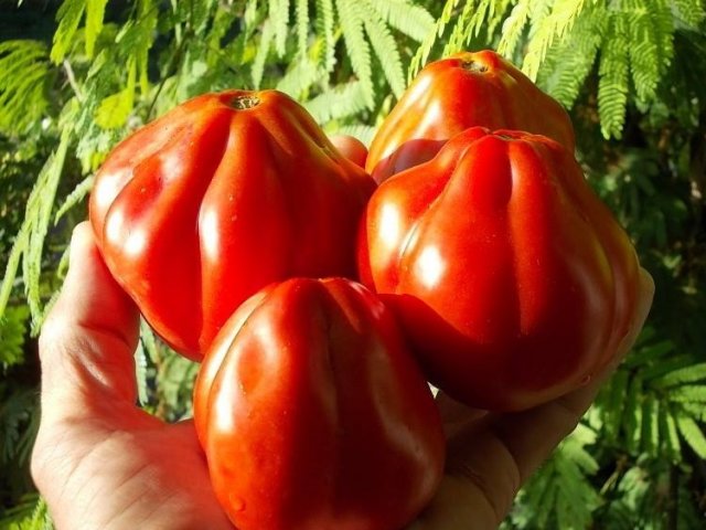 Вкус томата – как не потерять в погоне за разнообразием