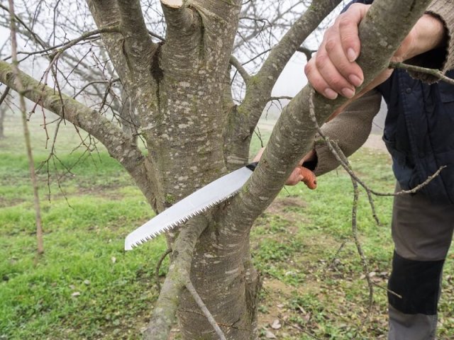 10 инструментов, которые должны стоять в каждом дачном сарае 