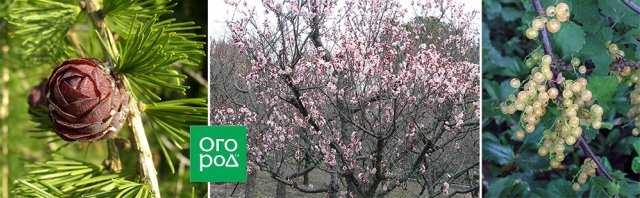 Что посадить на щелочной почве в огороде, цветнике и в саду 