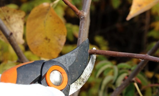 Календарь обрезки плодовых деревьев: сроки и особенности в таблице 