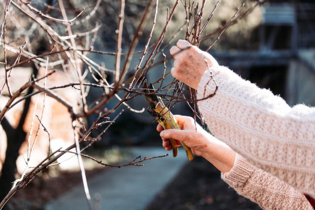 Календарь обрезки плодовых деревьев: сроки и особенности в таблице 