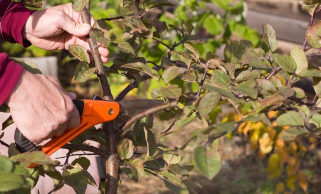 Календарь обрезки плодовых деревьев: сроки и особенности в таблице 