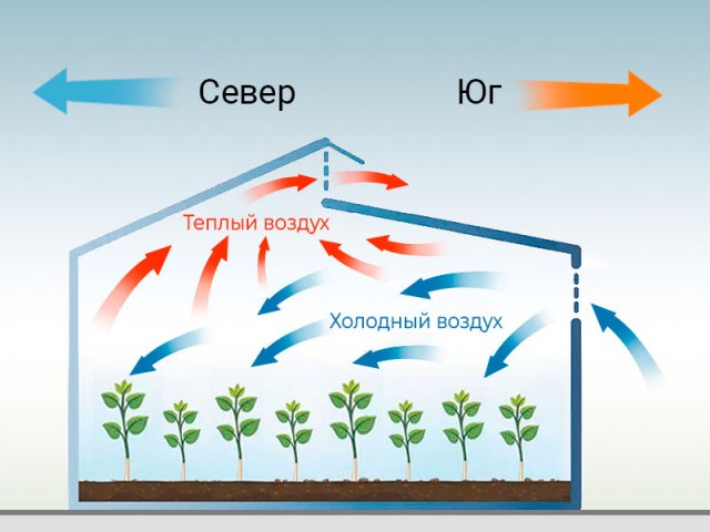 Теплица Миттлайдера: тонкости, плюсы и минусы 