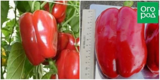 10 сортов сладкого перца для новичков: урожайные и некапризные 