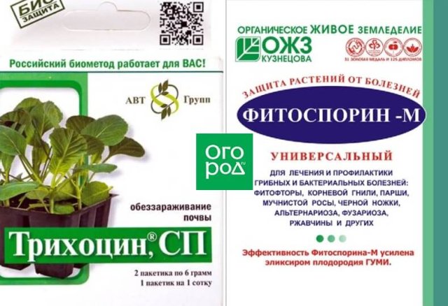 Черная ножка у рассады – как бороться (препараты и народные средства)