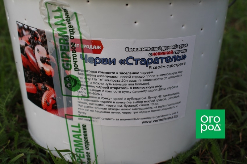 Черви Старатели на своем участке 