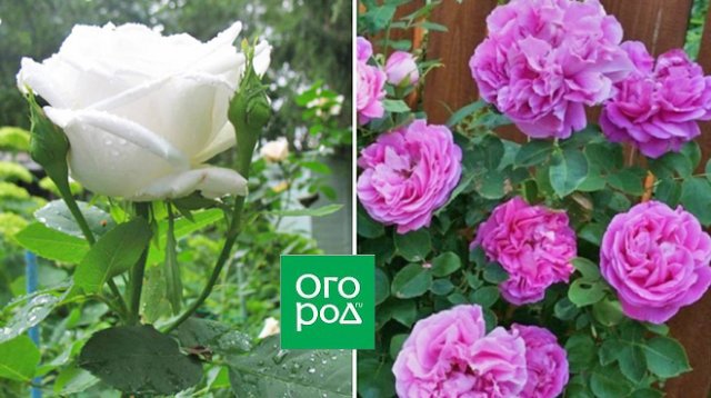 Что посадить вместо гортензии – 8 кустарников с крупными цветками 