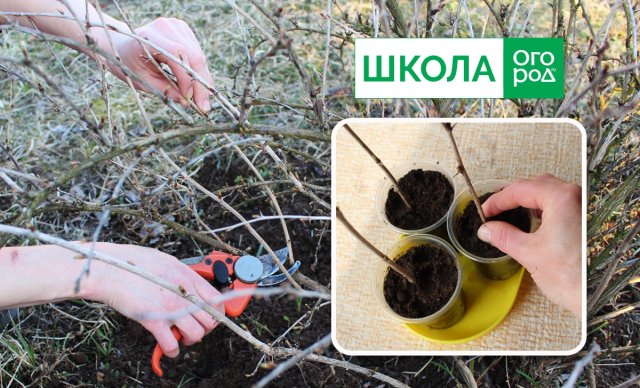 Когда обрезать смородину и крыжовник весной: главное – не опоздать! 