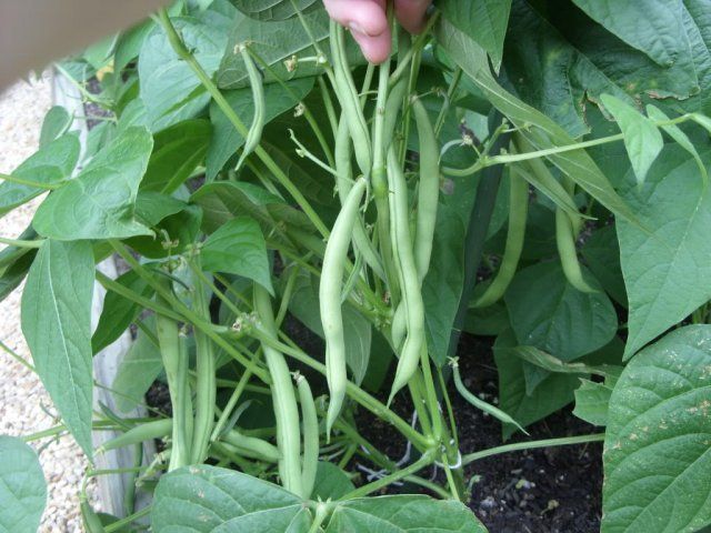 9 быстрорастущих растений для весеннего огорода