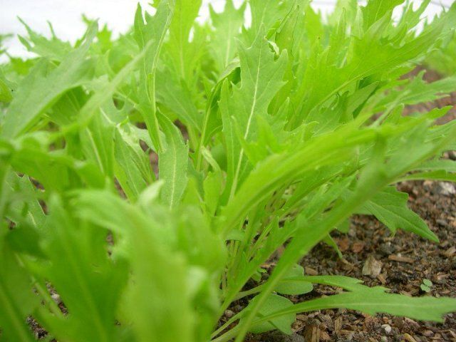 9 быстрорастущих растений для весеннего огорода