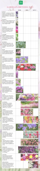 Календарь цветения многолетников по месяцам с весны до осени 