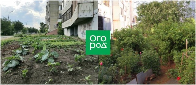 Огорода нет, но очень хочется: 5 способов разбить грядки, не покупая дачи 