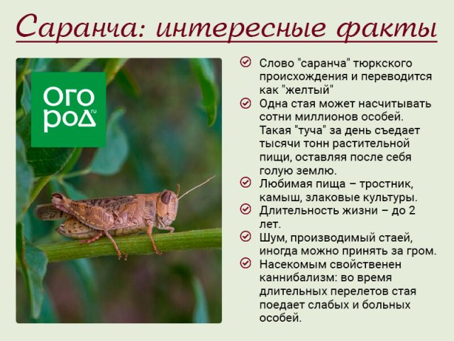 Саранча в огороде: что делать 