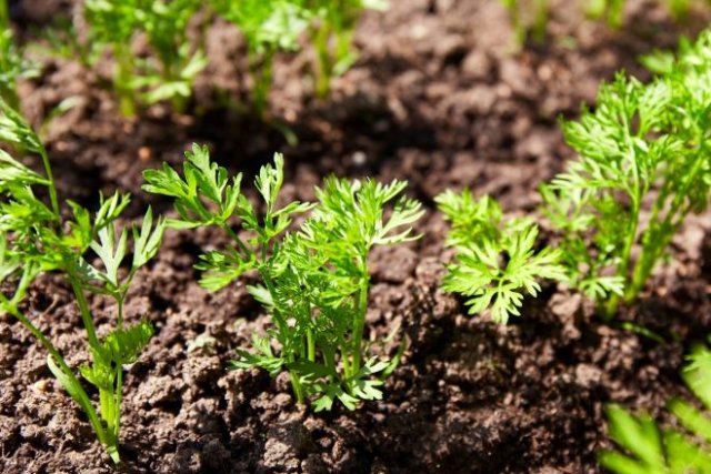 Семена уже готовы: какие овощи сеют в открытый грунт раньше всего