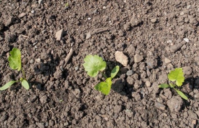 Семена уже готовы: какие овощи сеют в открытый грунт раньше всего