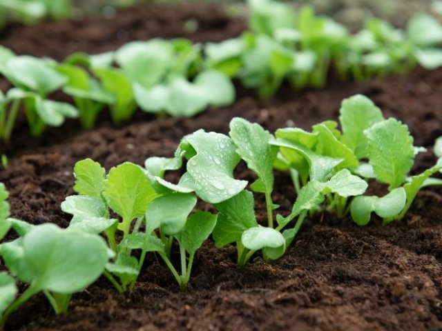 Семена уже готовы: какие овощи сеют в открытый грунт раньше всего