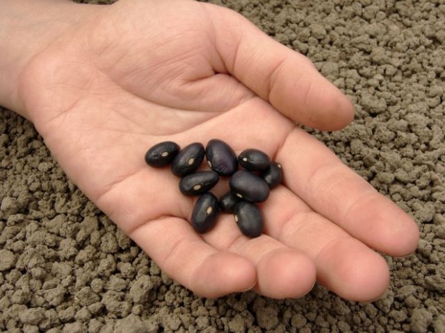 Семена уже готовы: какие овощи сеют в открытый грунт раньше всего