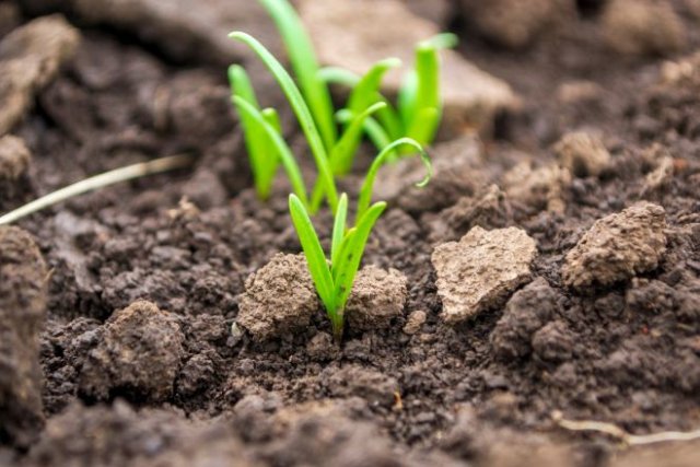 Семена уже готовы: какие овощи сеют в открытый грунт раньше всего