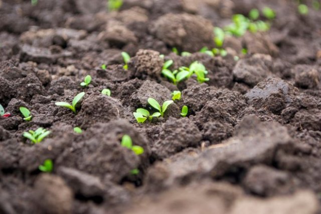 Семена уже готовы: какие овощи сеют в открытый грунт раньше всего