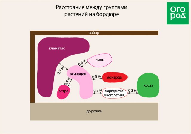 Сколько площади нужно каждому многолетнику (схемы посадки растений) 