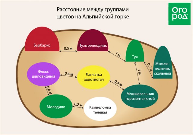 Сколько площади нужно каждому многолетнику (схемы посадки растений) 