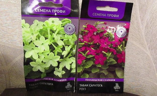 Выращиваем рассаду душистого табака: сорта, этапы и тонкости
