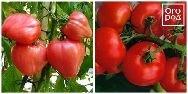 12 скороспелых сортов томатов, которые можно сеять в апреле-мае 
