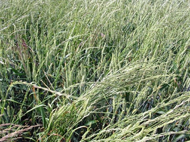 Основные виды однодольных сорняков и их характеристики