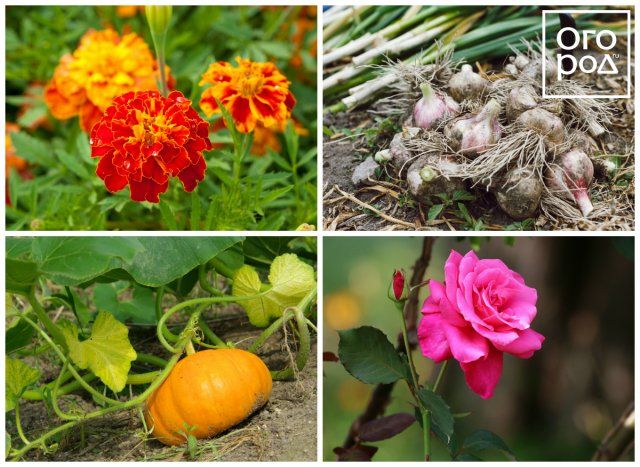 Декоративный огород, или как выращивать цветы и овощи на одной грядке 