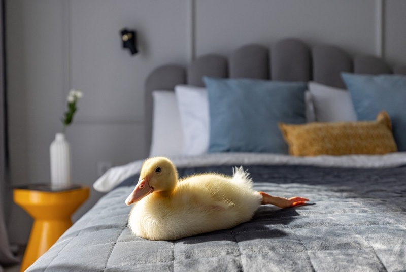 До и после: маленькая студия 27 кв. м для троих гостей