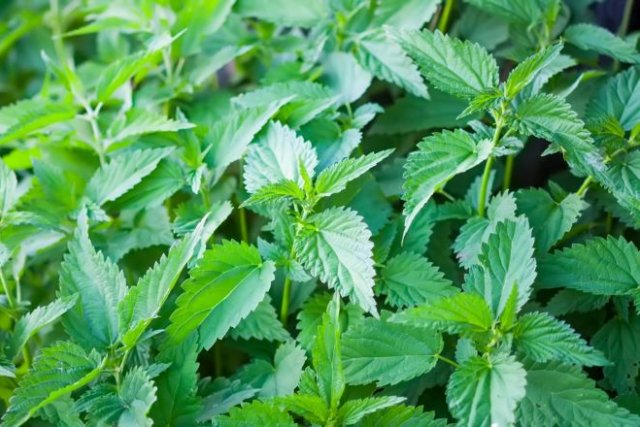 Лучшие народные подкормки для помидоров и огурцов 