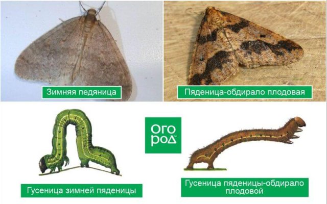 Самые опасные вредители сада, которые портят бутоны: досье и препараты для защиты 