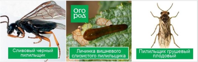 Самые опасные вредители сада, которые портят бутоны: досье и препараты для защиты 